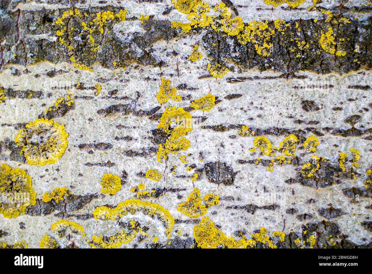 Oberfläche der Aspen Pappelrinde mit gelbem Xanthoria Moos. Stockfoto