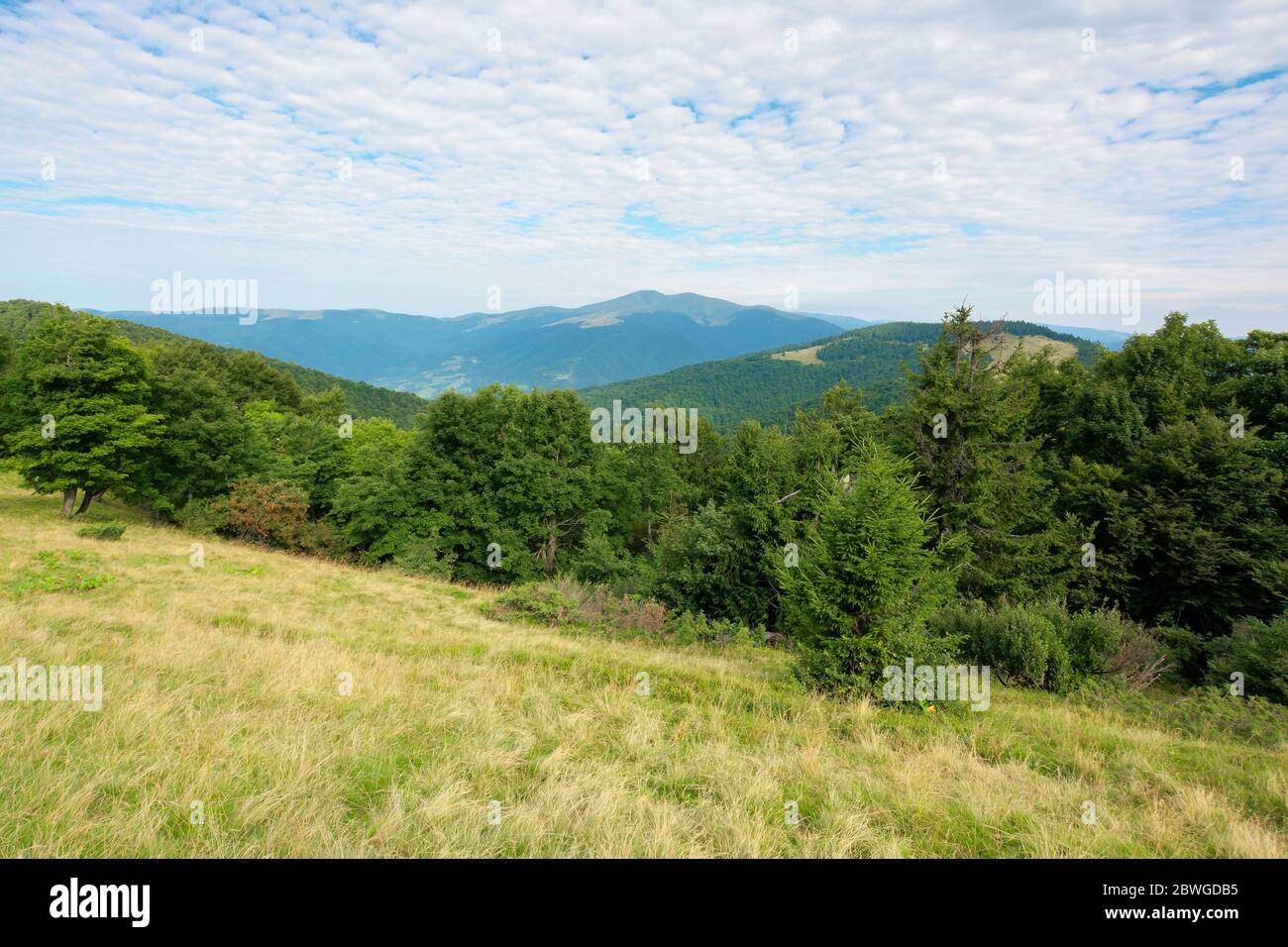 Grüne Naturlandschaft in den Bergen. Schöne Landschaft mit Buchenwald auf dem Hügel. Hohe Spitze in der Ferne. Schönheit der karpaten-Grate. bewölkt w Stockfoto