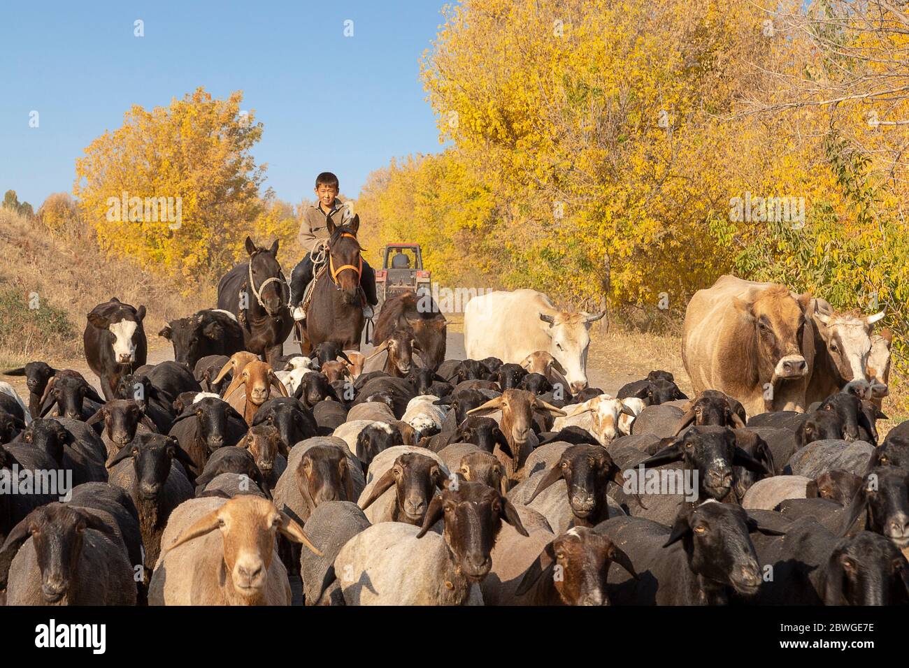 Kirgisischer Hirte mit seinen Schafen und Rindern, in Tokmok, Kirgisistan Stockfoto