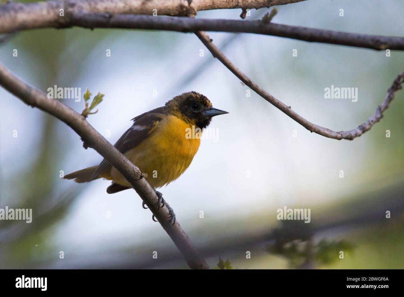 Baltimore-Oriole (Icterus galbula) Stockfoto