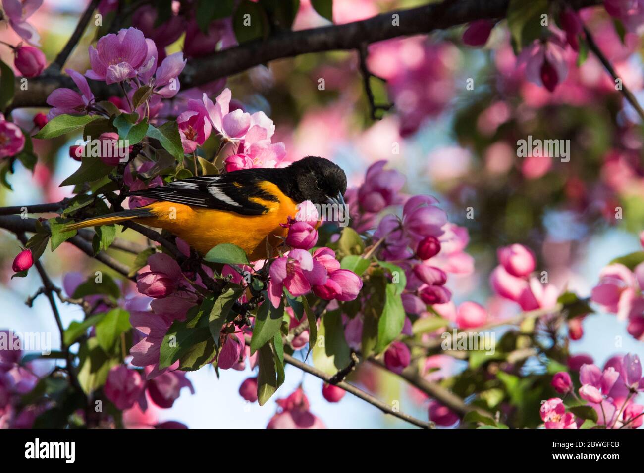 Baltimore-Oriole (Icterus galbula) Stockfoto