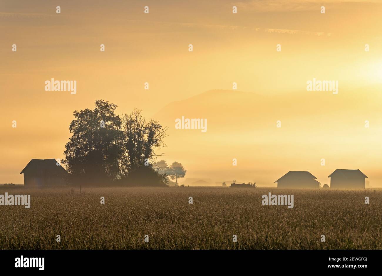 Nebliger Morgen am Kochelsee, Bayern, Deutschland Stockfoto
