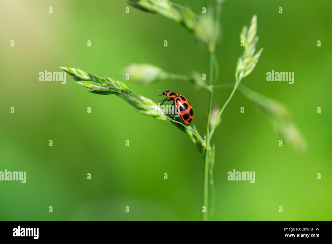 Rosa gepunktete Lady Beetle im Frühling Stockfoto