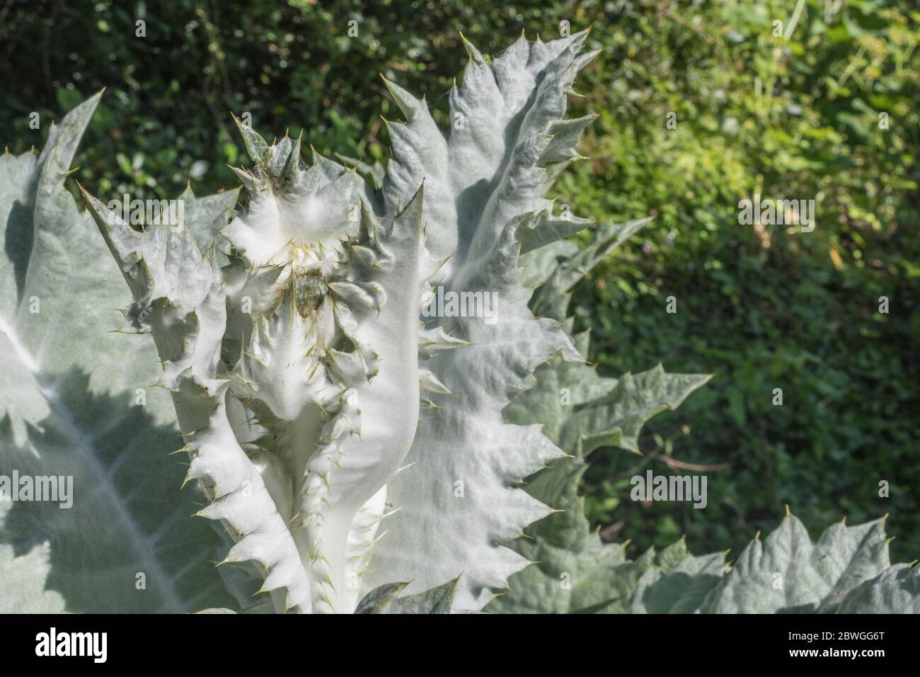 Große Blätter und scharfe Stacheln des Cotton Thistle / Onopordum acanthium bei strahlendem Sonnenschein. Die wollige Abdeckung verleiht dem weißen Aussehen. Stockfoto