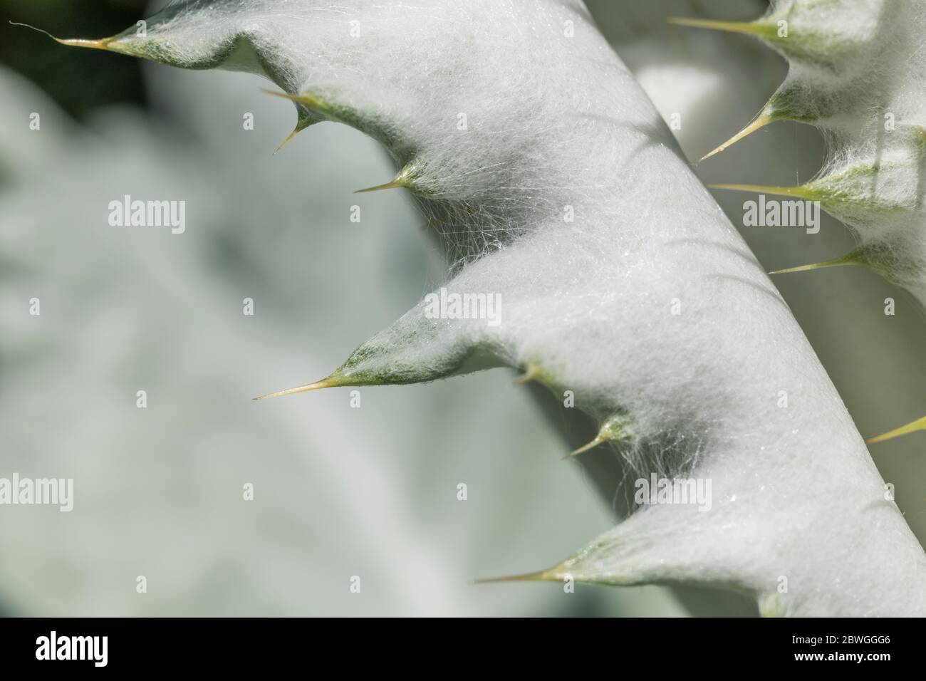 Große Blätter und scharfe Stacheln des Cotton Thistle / Onopordum acanthium bei strahlendem Sonnenschein. Die wollige Abdeckung verleiht dem weißen Aussehen. Stockfoto