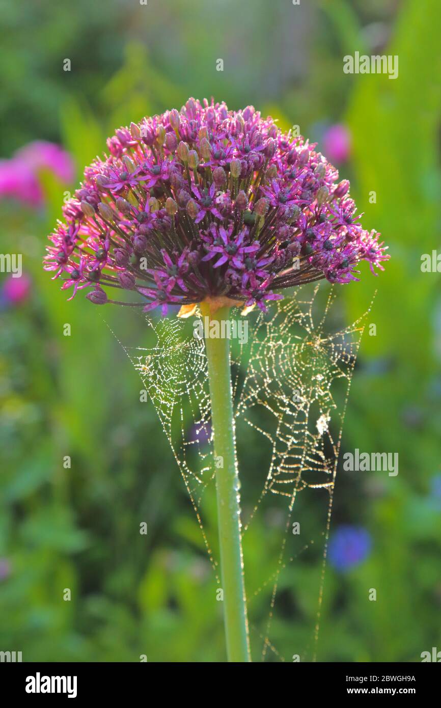 Nahaufnahme des Galliumblumenkopfes mit Spinnennetz Stockfoto