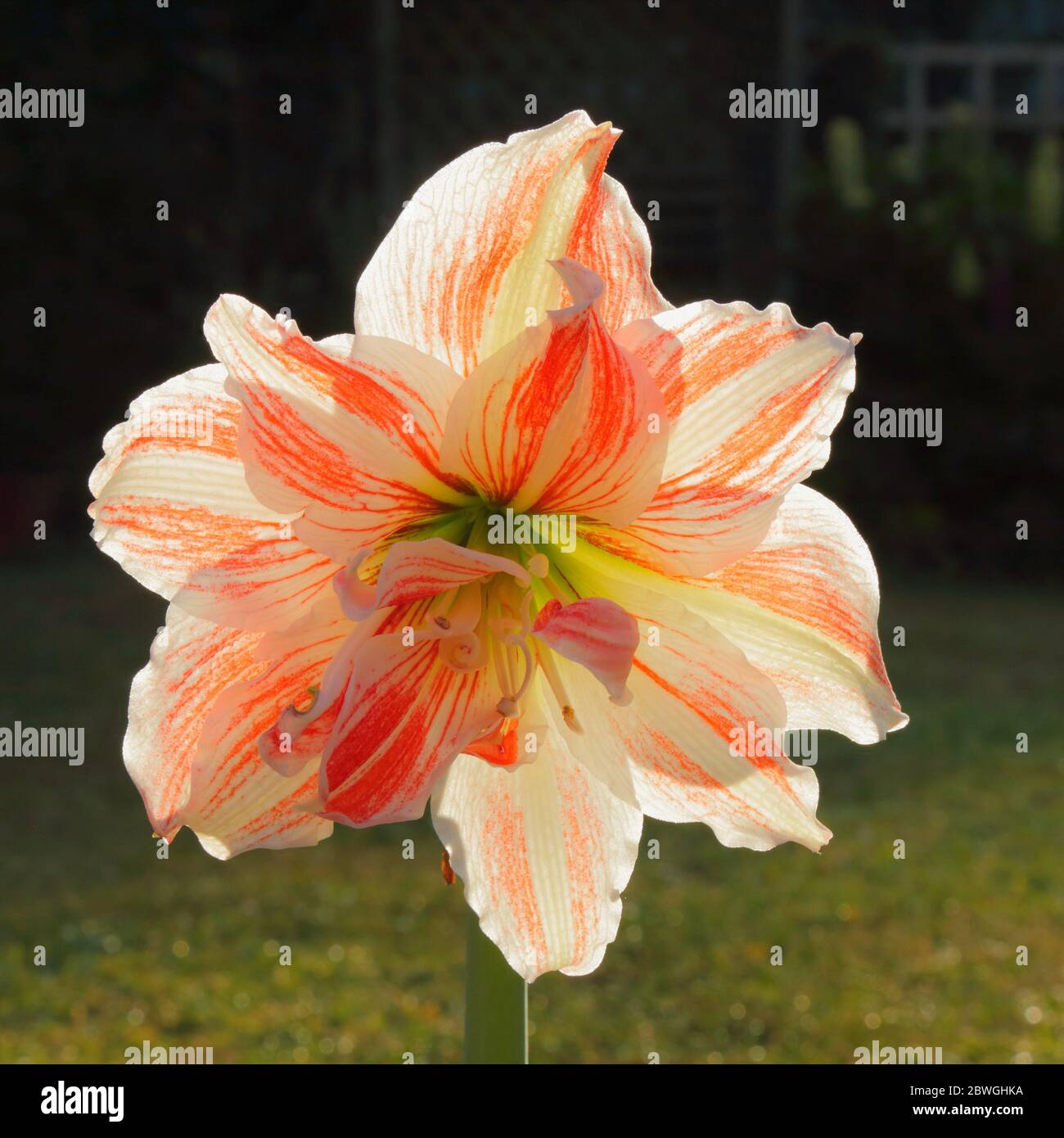 Nahaufnahme des blühenden Amaryllis-Blütenkopfes Stockfoto