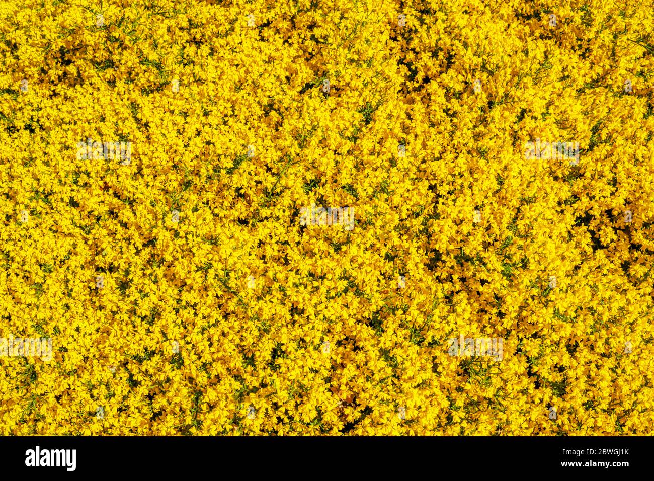 Sanftes Gelb, eine Ausdehnung von gelbem Genista lydia, Besen, RHS Gardens, Wisley, Großbritannien Stockfoto