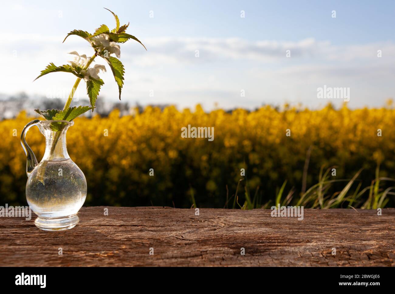 Brennnessel Extrakt - natürliche Medizin. Brennnesselkräuter auf einem Holztisch. Stockfoto