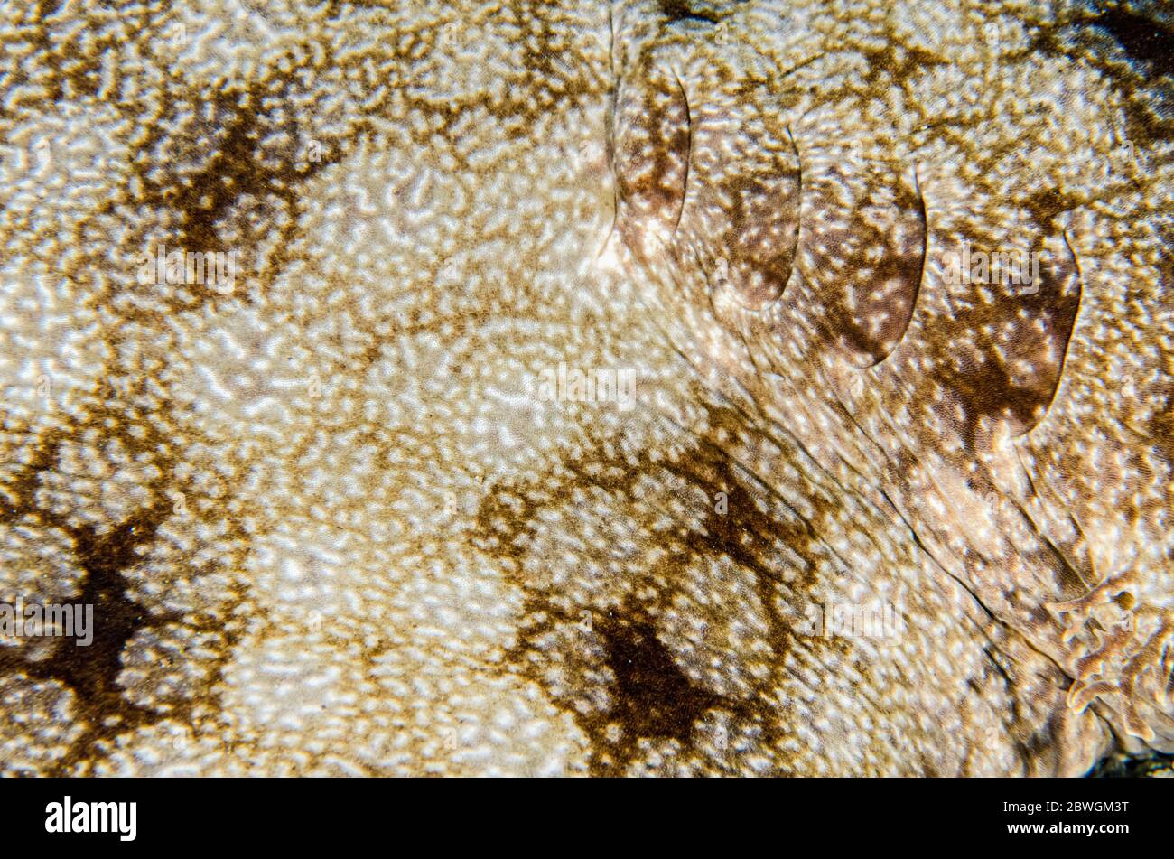 Gill of tasseled Wobbegong Shark, Eucrossorhinus dasypogon, Tauchplatz Sardine Reef, Dampier Strait, Raja Ampat, Indonesien Stockfoto