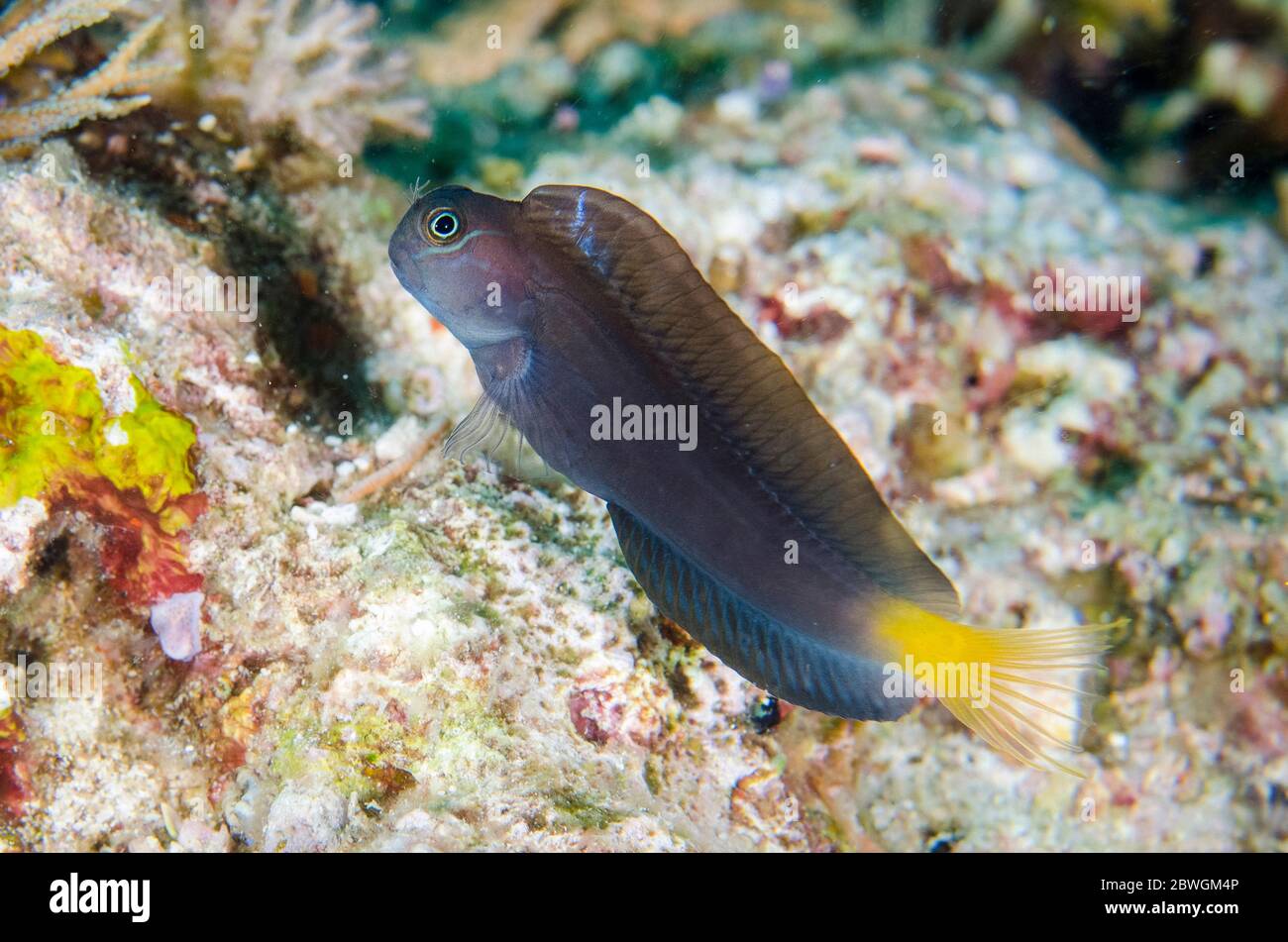 Gelbschwanzblenny, Ecsenius namiyei, mit verlängerter Flosse, Tauchplatz Batu Rufos, Penemu Island, Dampier Strait, Raja Ampat, Indonesien Stockfoto