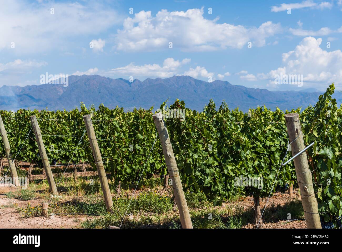 Weinreben in einem Weinberg in Mendoza an einem sonnigen Tag mit blauem Himmel. Stockfoto