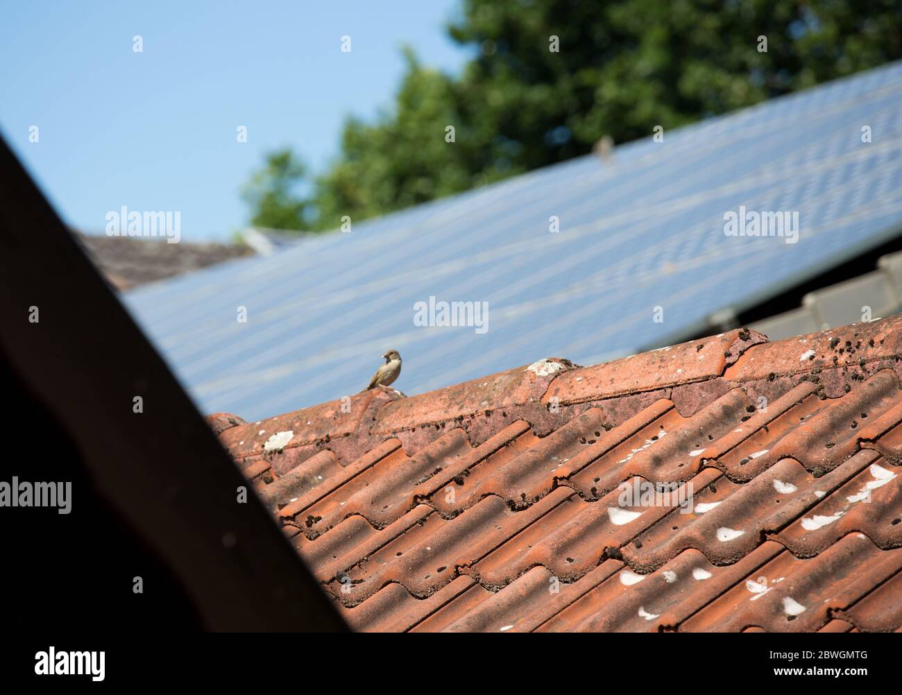 Vögel und Wildtiere im Nistkasten im Garten und auf dem Balkon im