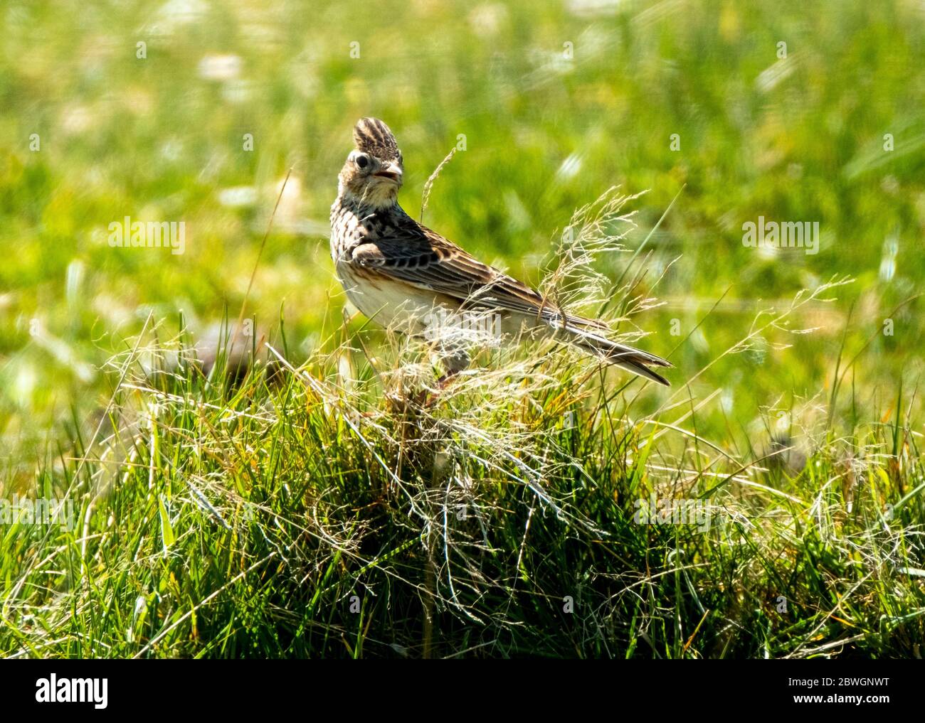 Skylark Alauda Arvensis Stockfoto