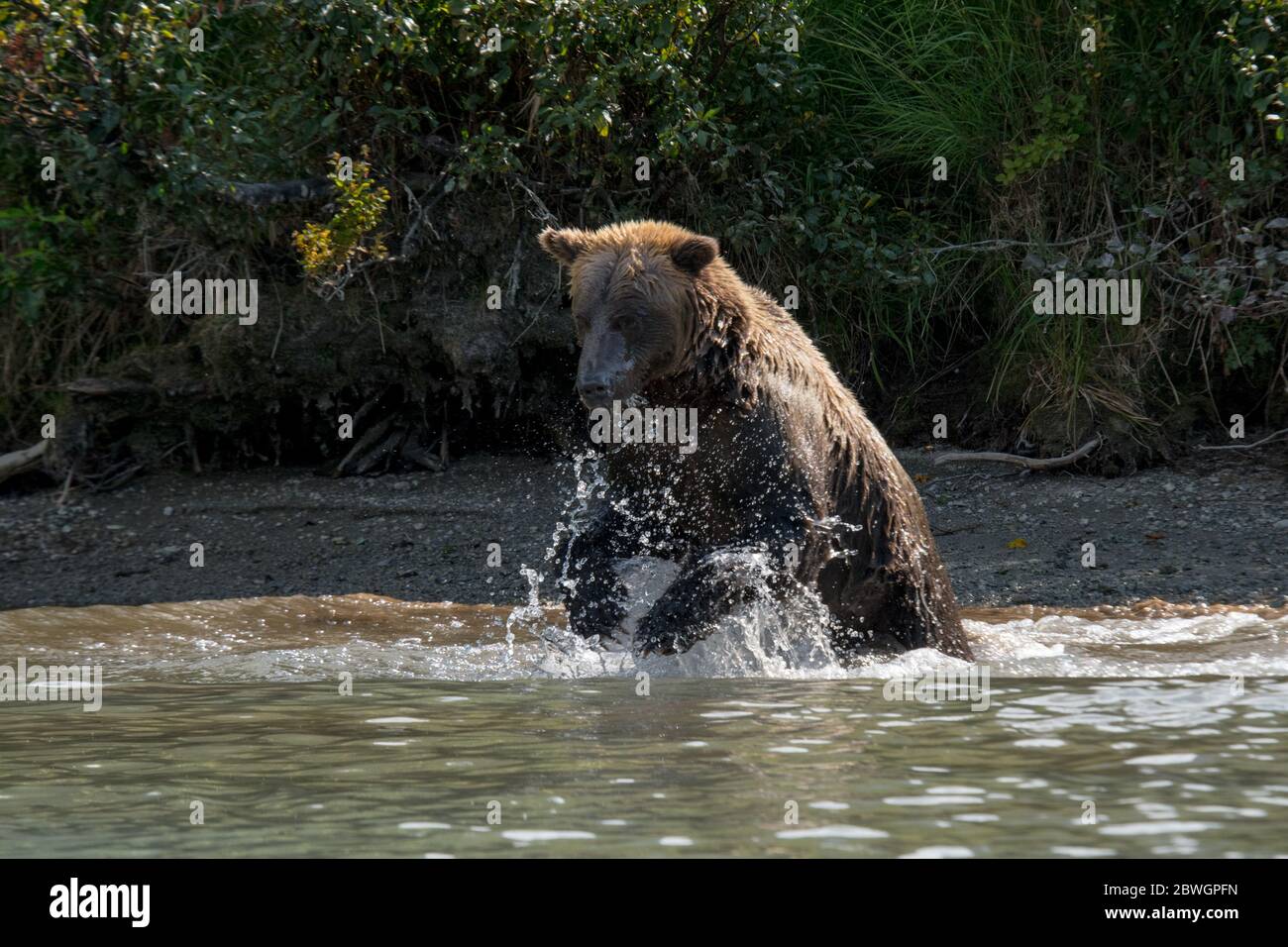 Ein Braunbär, der beim Lachsfischen im Crescent Lake im Lake Clark NP, Alaska, USA, im Wasser plätschern Stockfoto