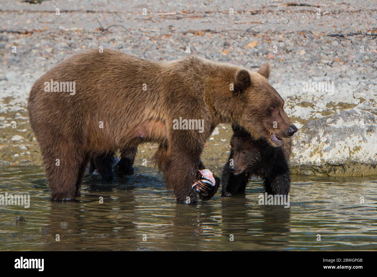 Eine Mutter Braunbär füttert ihr Junge ein Stück Lachs am Crescent Lake im Lake Clark NP, Alaska, USA Stockfoto