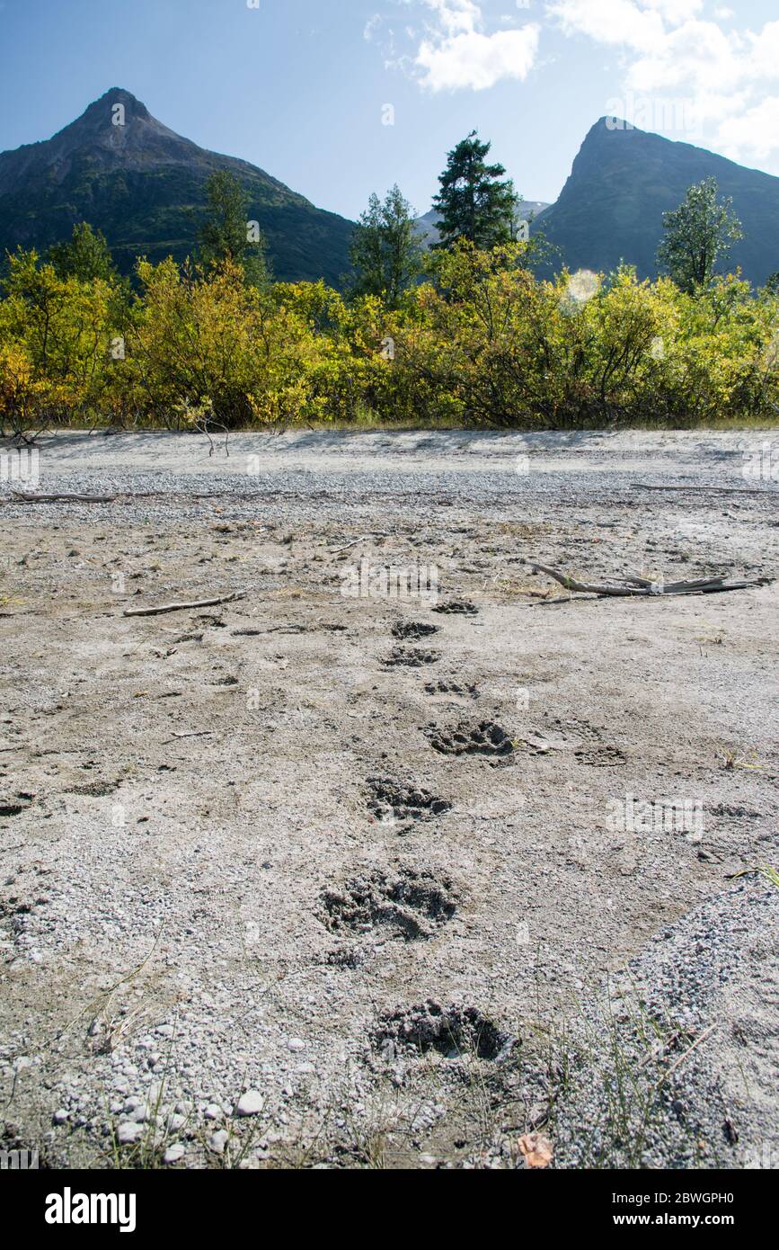 Braunbären Spuren im Sand am Crescent Lake im Lake Clark NP, Alaska, USA Stockfoto