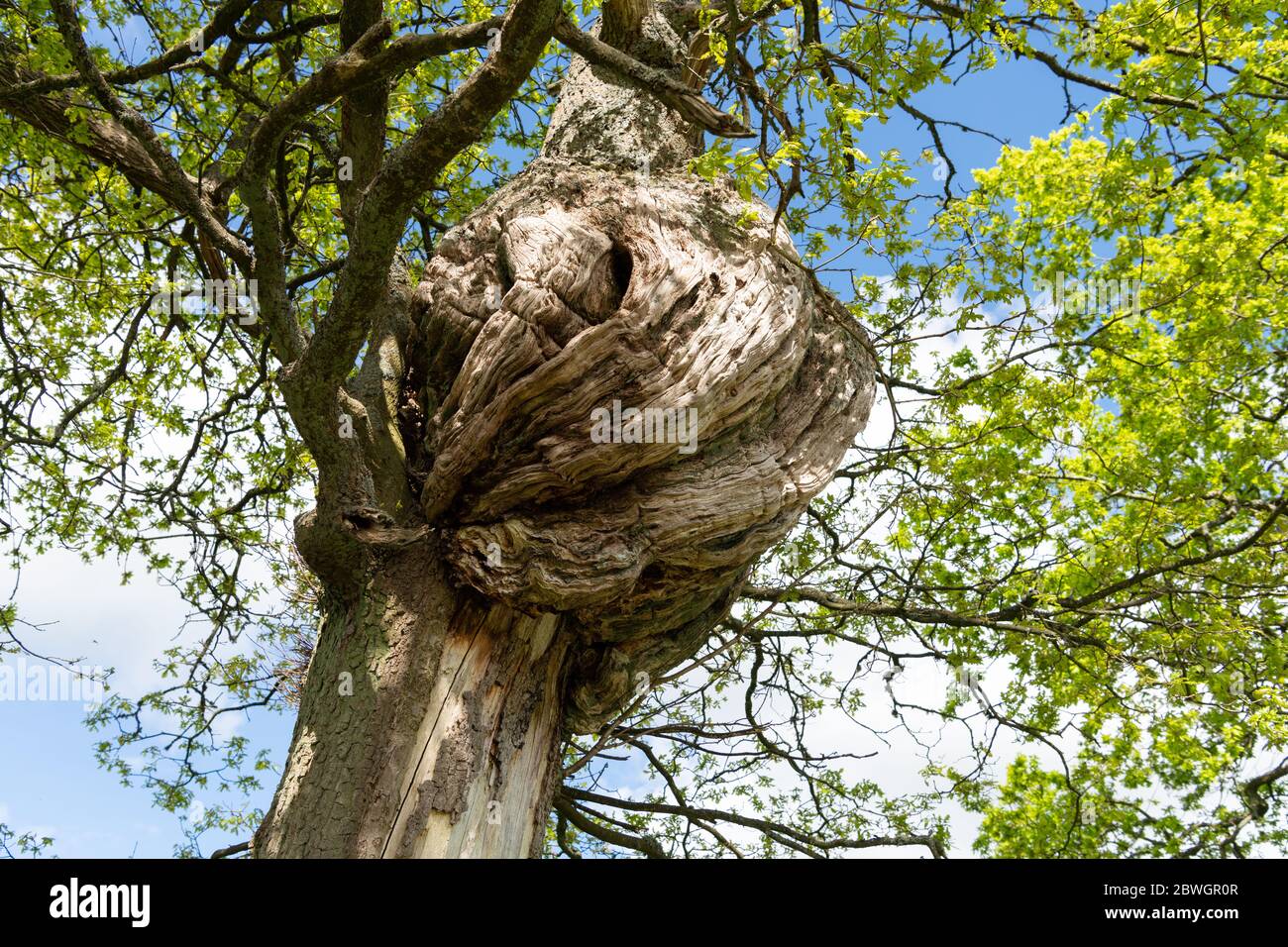 Großer Burl auf Eiche - Schottland, Großbritannien Stockfoto