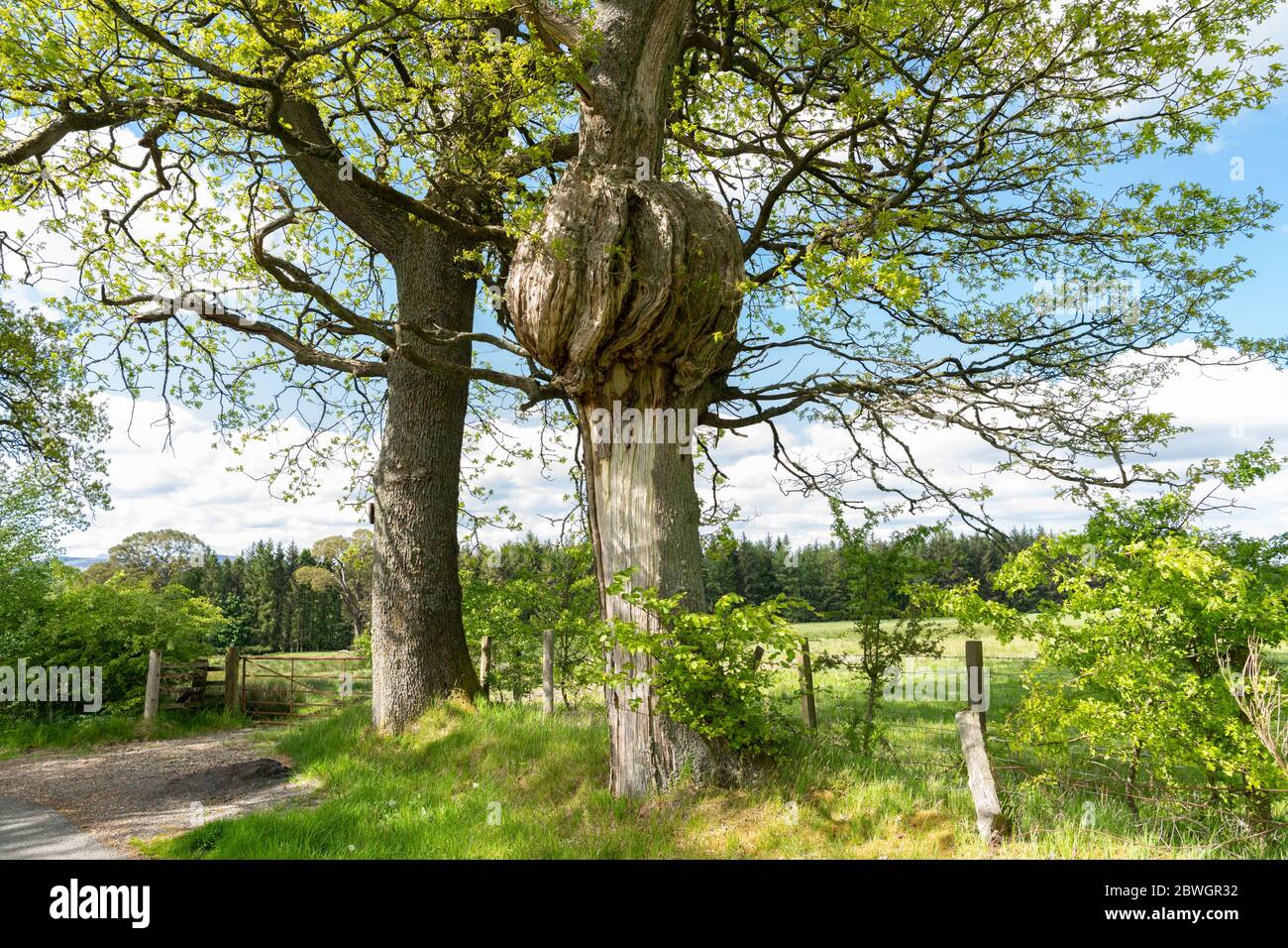 Großer Burl auf Eiche - Schottland, Großbritannien Stockfoto