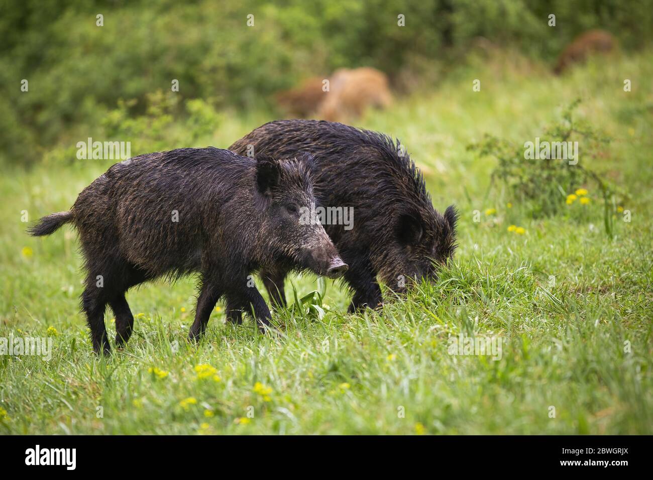 Nasse Wildschweine füttern auf grünen Wiesen in der Sommernatur Stockfoto