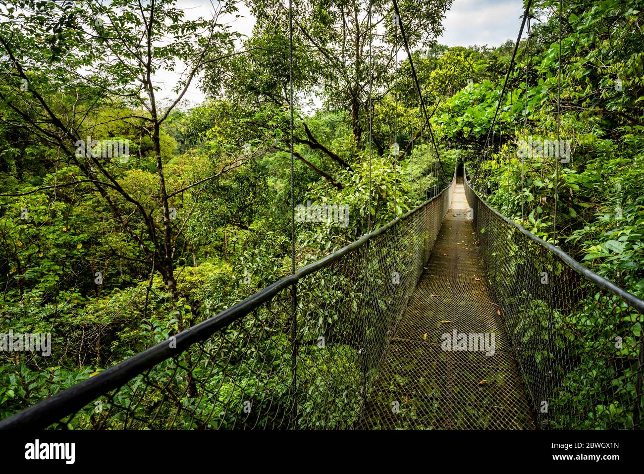 Hängebrücken im Nebelwald in San Luis, Alajuela Provinz, Costa Rica Stockfoto