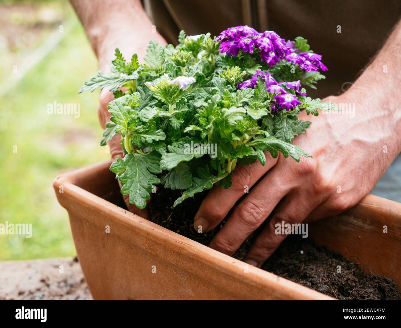 Gärtner Pflanzen hängenden Verbene Blumen in einem Terrakotta-Container. Stockfoto