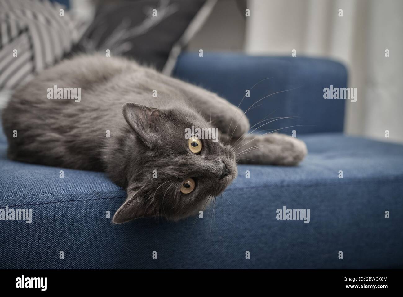 Graue Katze Nebelkatze liegt zu Hause auf dem Sofa. Nebelung-eine seltene Rasse, ähnlich wie das russische Blau, mit bis auf mittlere Länge seidigen Haaren. Stockfoto