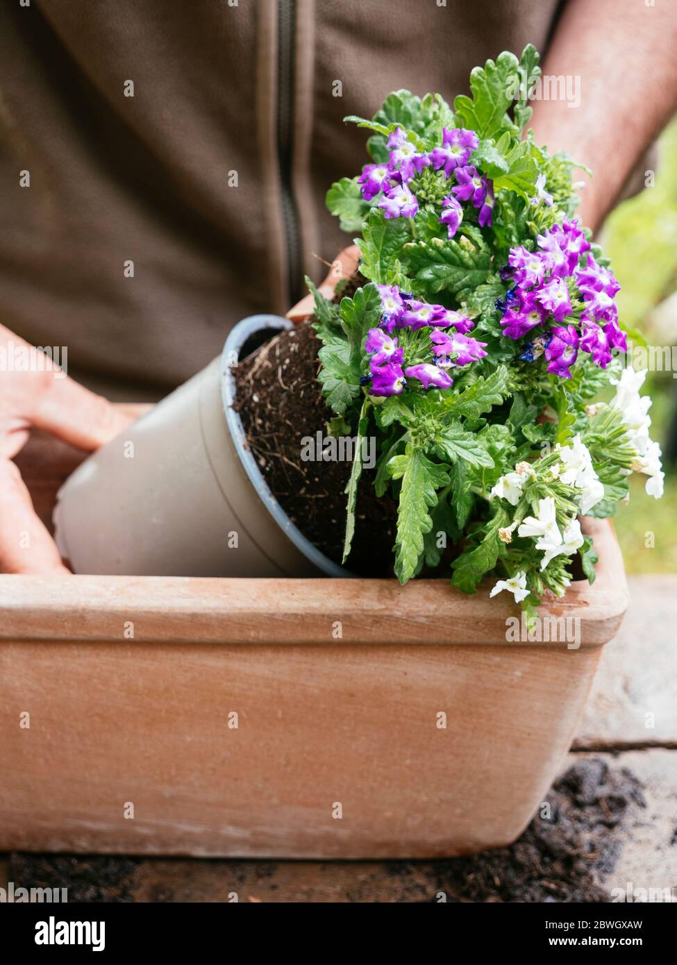 Gärtner Pflanzen hängenden Verbene Blumen in einem TerrakottaContainer