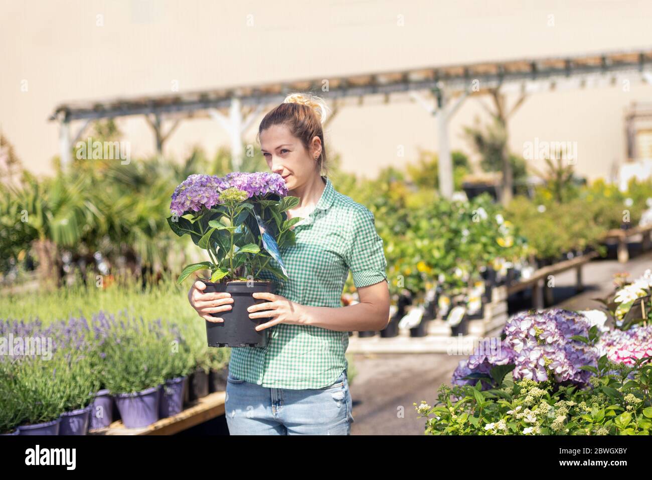 Mädchen hält Hortensia in einem Topf in einem Blumenladen Stockfoto