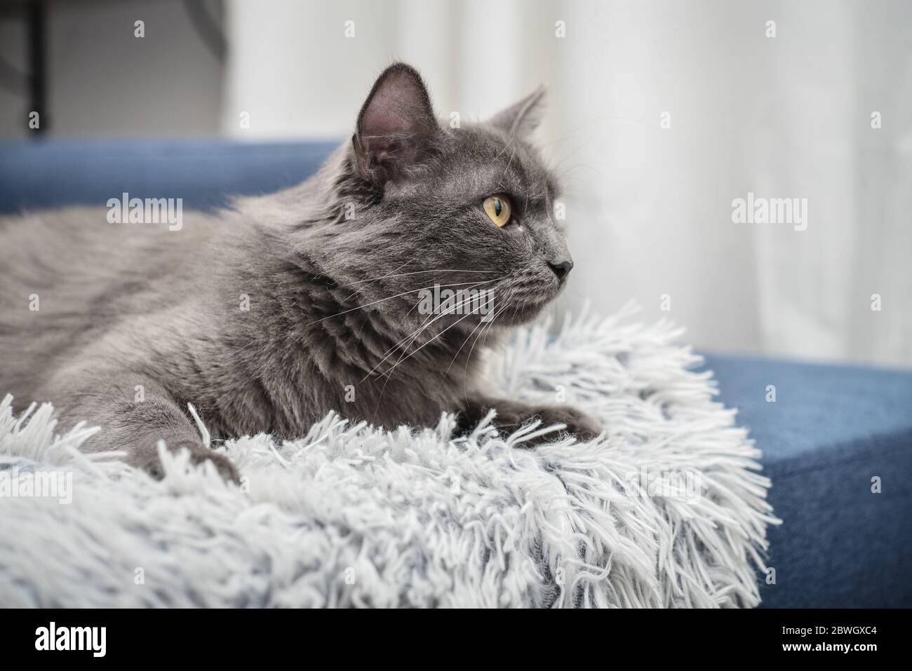 Graue Katze Nebelkatze liegt zu Hause auf dem Sofa. Nebelung-eine seltene Rasse, ähnlich wie das russische Blau, mit bis auf mittlere Länge seidigen Haaren. Stockfoto