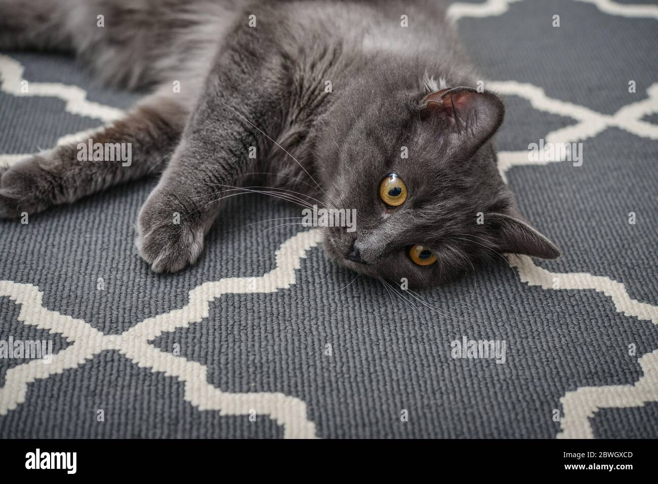 Graue Katze Nebelung laing auf Teppich zu Hause. Nebelung-eine seltene Rasse, ähnlich dem russischen Blau, außer für mittlere Länge, mit seidigem Haar. Stockfoto