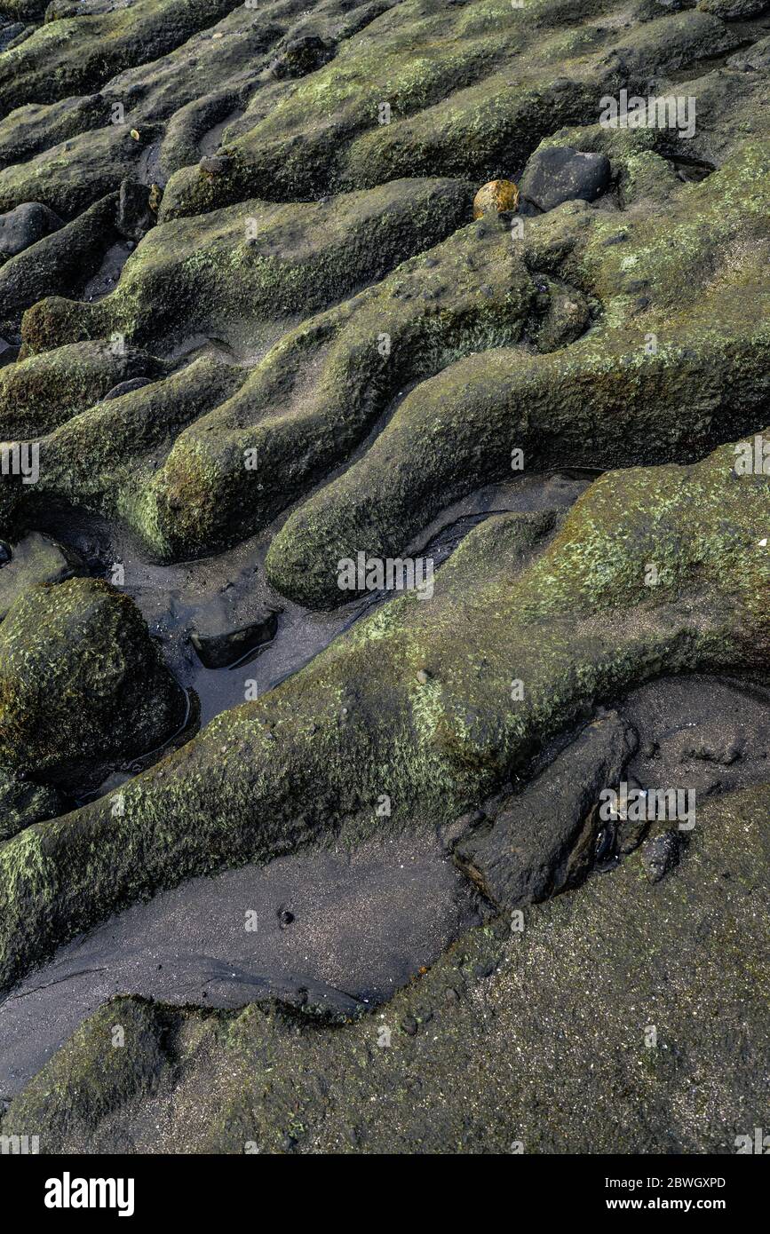 Textur von felsigen Meeresboden mit grünem Moos bei Ebbe Stockfoto