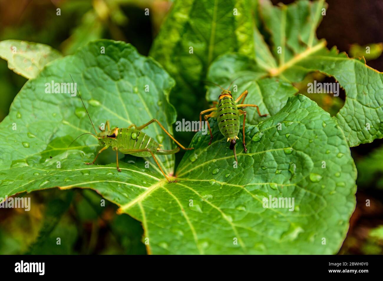 Zwei grüne und orange Insekten auf Blättern in Fagaras-Bergen, Rumänien Stockfoto