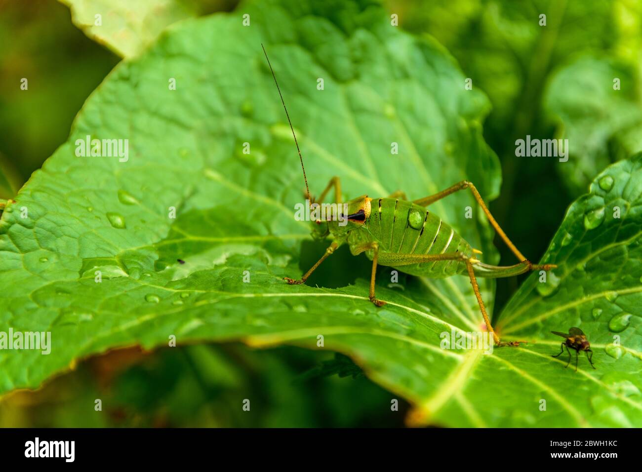 Grünes Insekt auf Blatt aus nächster Nähe in Fagaras Bergen, Rumänien Stockfoto