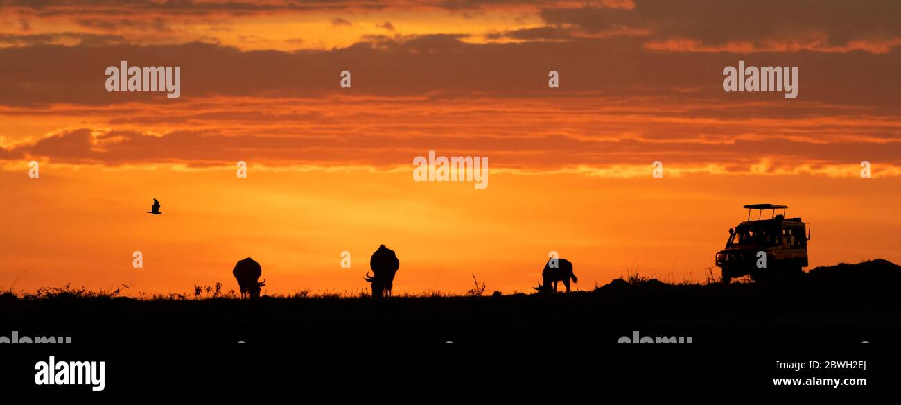 Web-Banner der afrikanischen Nacht Sonnenuntergang Safari-Spiel-Laufwerk mit Platz für Text in offenen Himmel Stockfoto