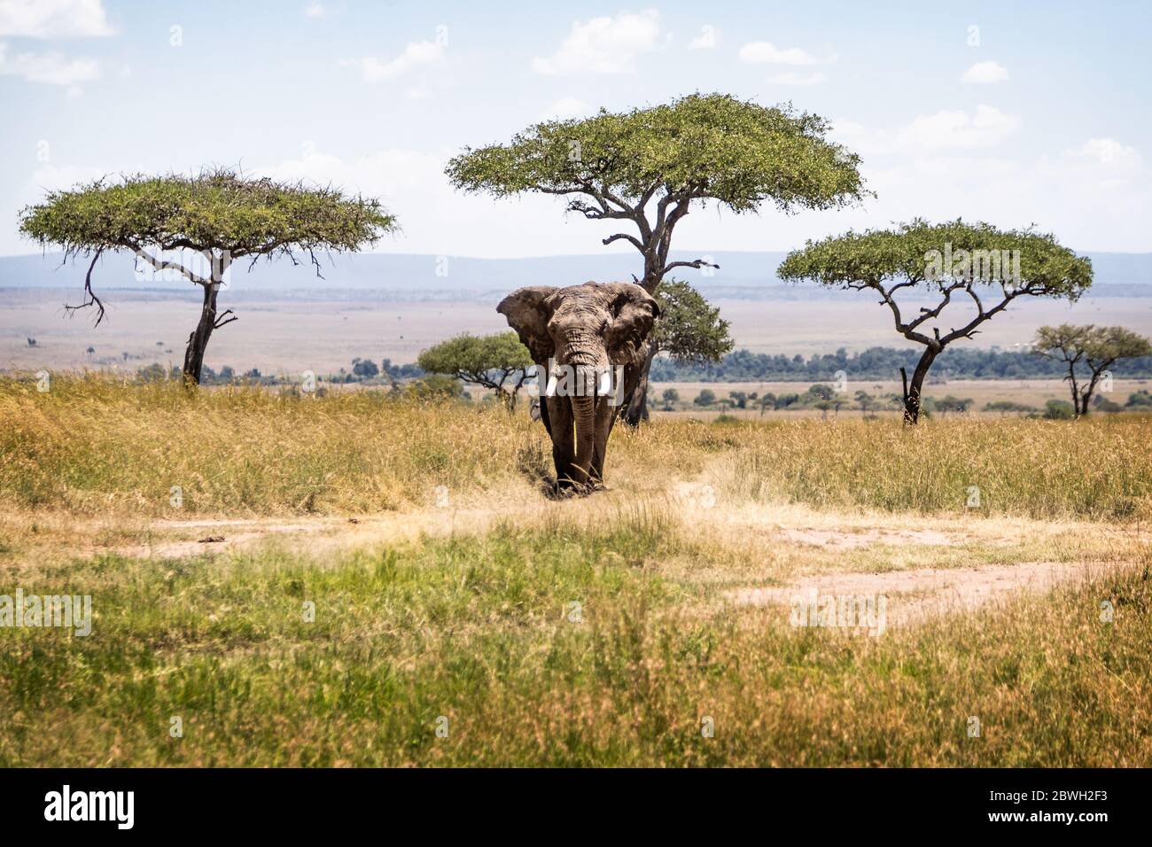 Großer afrikanischer Elefant, der vorwärts den Weg hinunter im Feld des Mara-Dreiecks in Kenia, Afrika geht, mit den Ohren vorwärts Stockfoto