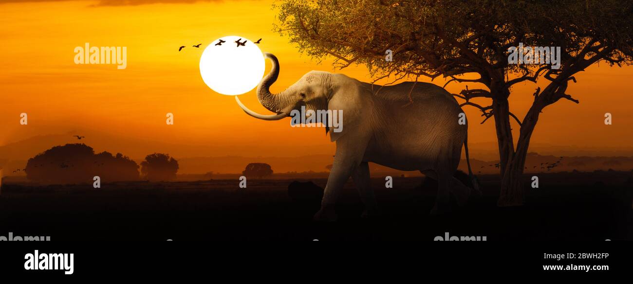 Afrikanischer Elefant, der den Rüssel um die Form der untergehenden Sonne hebt. Webbanner oder Social Media Cover. Stockfoto