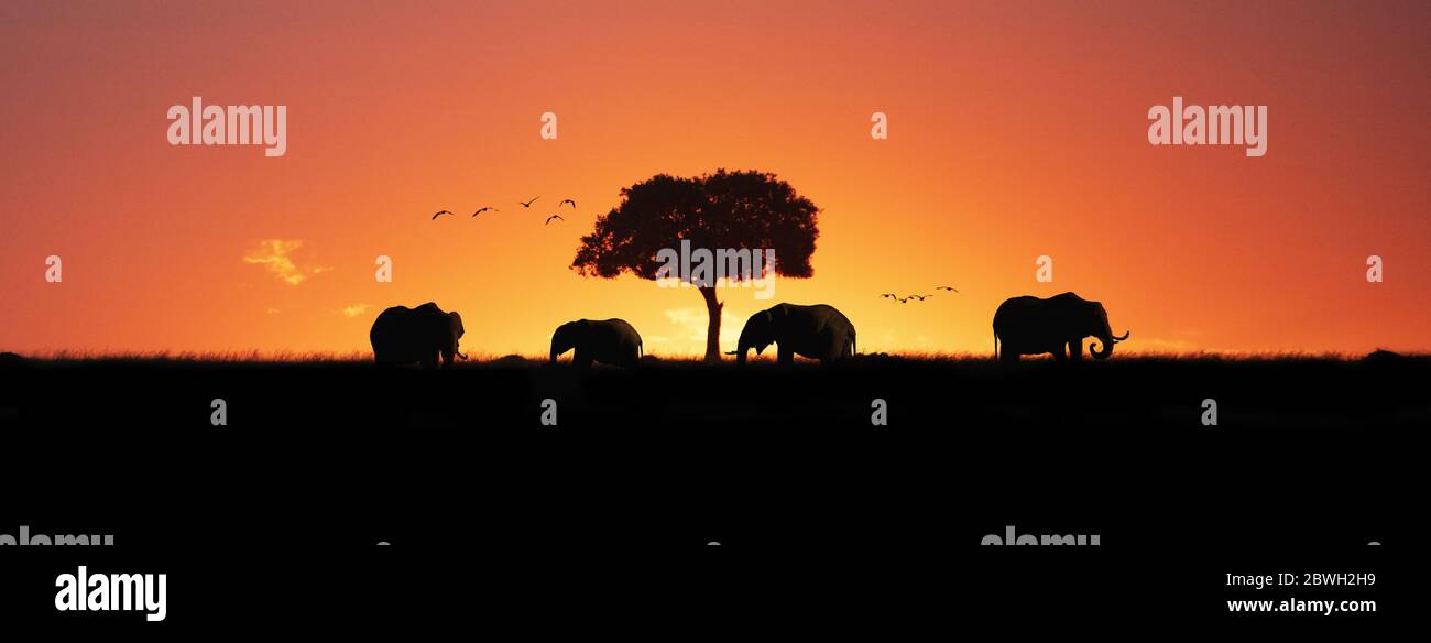 Silhouette von afrikanischen Elefanten bei einem bunten Sonnenuntergang in Kenia Afrika. Webbanner oder Social Media Cover mit Platz für Text. Stockfoto
