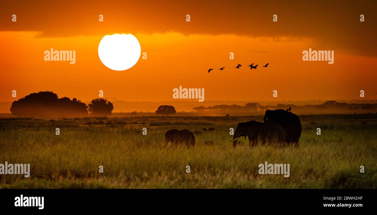 Familie afrikanischer Elefanten, die während des Sonnenaufgangs zur goldenen Stunde auf dem Feld in Amboseli, Kenia, Afrika, spazieren Stockfoto