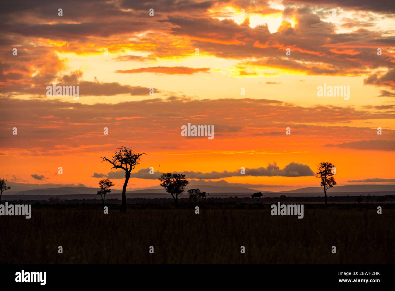 Goldener orangefarbener Sonnenuntergang in Kenia, Afrika mit Bäumen in Silhouette Stockfoto