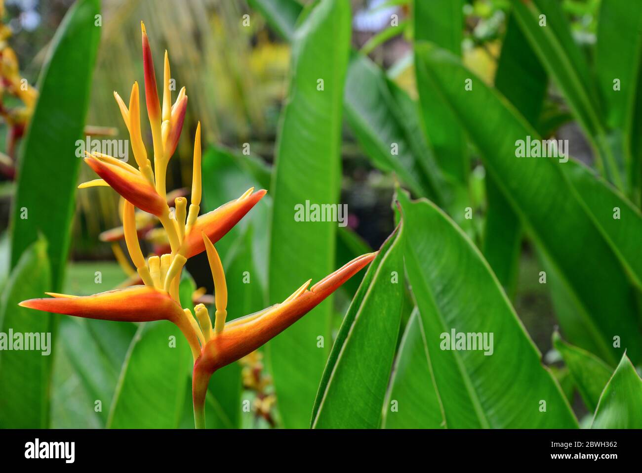 Orange tropische exotische Blumen blühen auf üppigen Blatt im Regenwald, grüne Natur Hintergrund Stockfoto