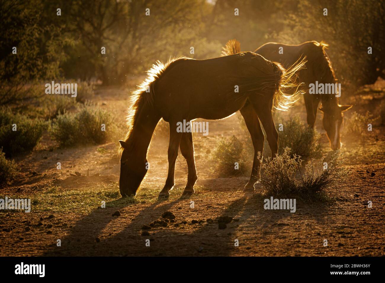 Wilde Pferde im Tonto National Forest in Mesa, Arizona, die von der Morgensonne im Hintergrund stehen Stockfoto
