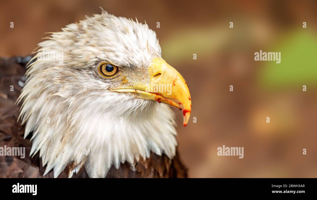 Nahaufnahme amerikanischer Weißkopfseeadler mit Blut am Schnabel nach der Jagd Stockfoto
