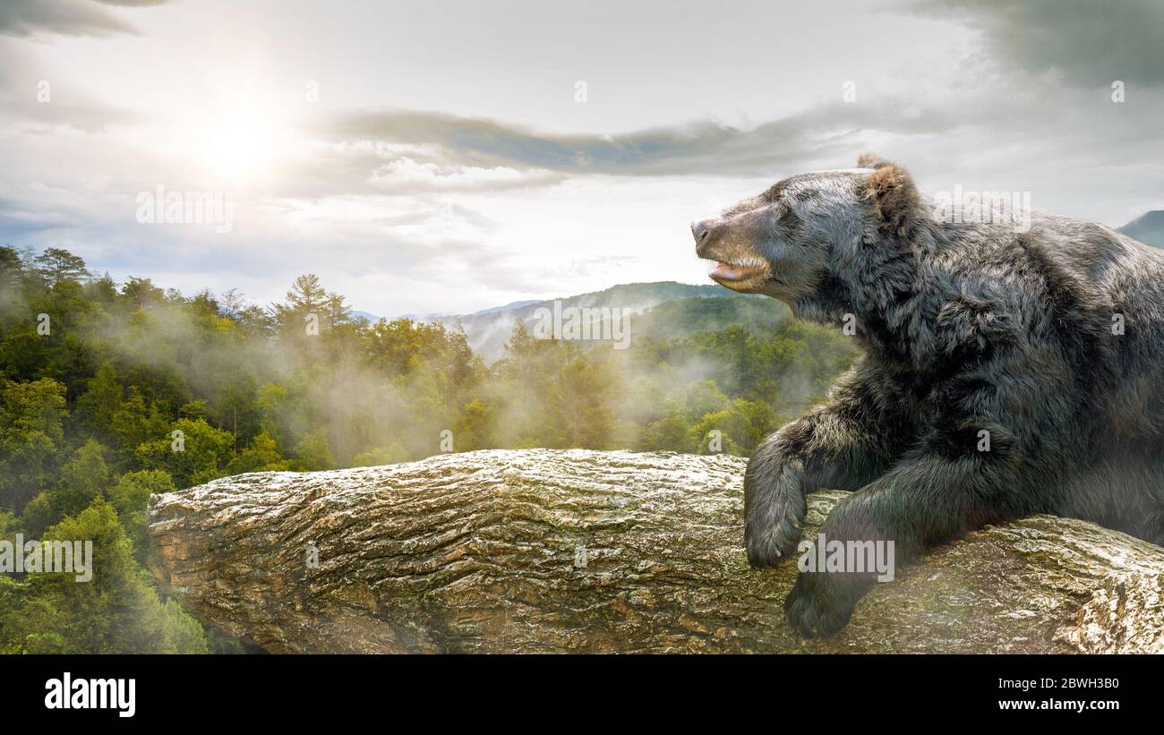 Großer Braunbär, der bei Sonnenuntergang im Baum liegt und den Great Smoky Mountains National Park in Tennessee, USA überblickt, mit Platz für Text Stockfoto