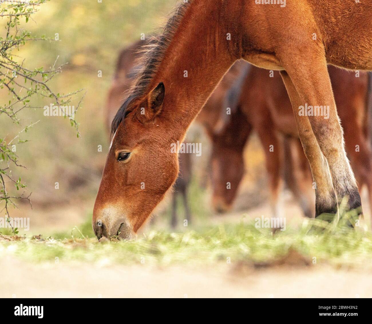 Nahaufnahme von wunderschönen wilden Pferden, die in Mesa, Arizona grasen Stockfoto