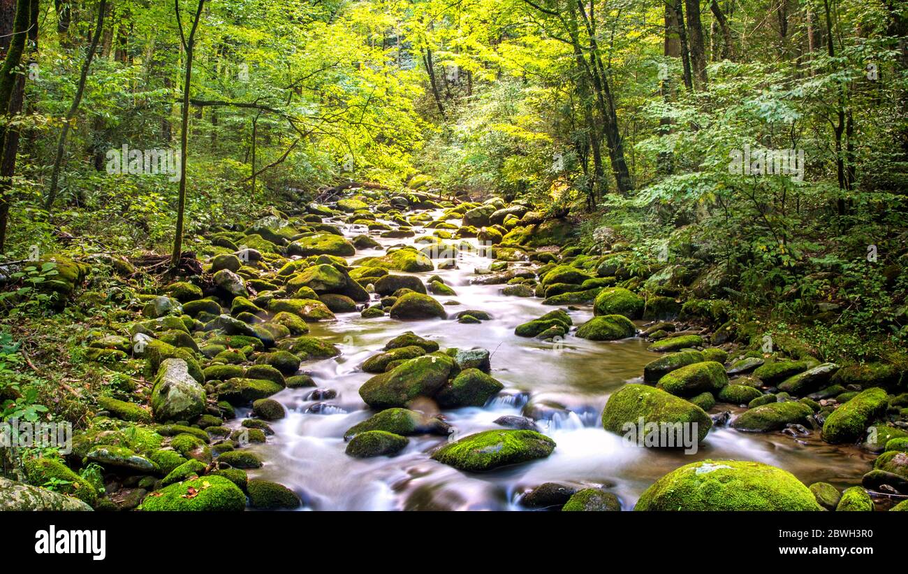 Der Wasserfluss fließt entlang des Roaring Fork Motor Nature Trail im Great Smoky Mountain National Park Stockfoto