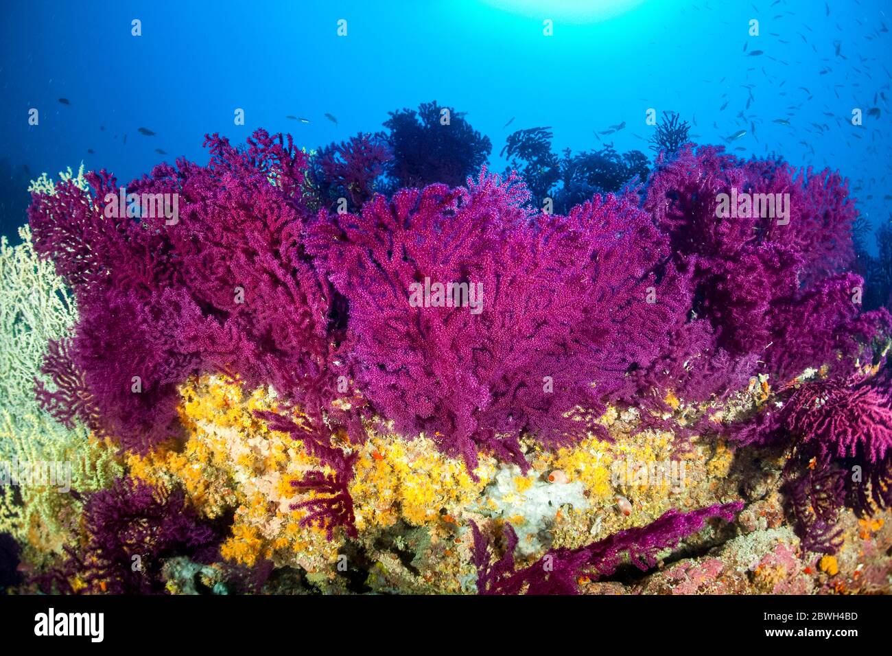 Violeszierende Peitsche, oder roter Meeresfan, Paramuricea clavata und gelbe Anemonen, Parazoanthus axinellae, Mauer von Bisevo, Insel Vis, Kroatien, Ad Stockfoto