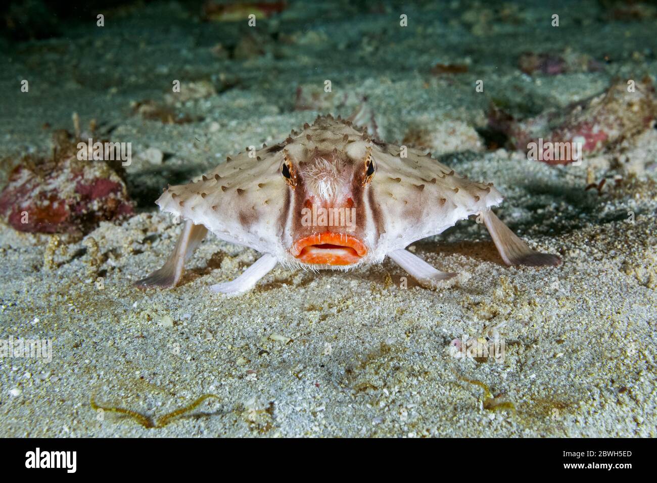 Rosenteibenbatfish, Ogcocephalus porrectus, Cocos Island National Park, UNESCO-Weltkulturerbe, Cocos Island, Costa Rica, Mittelamerika, Pacifi Stockfoto