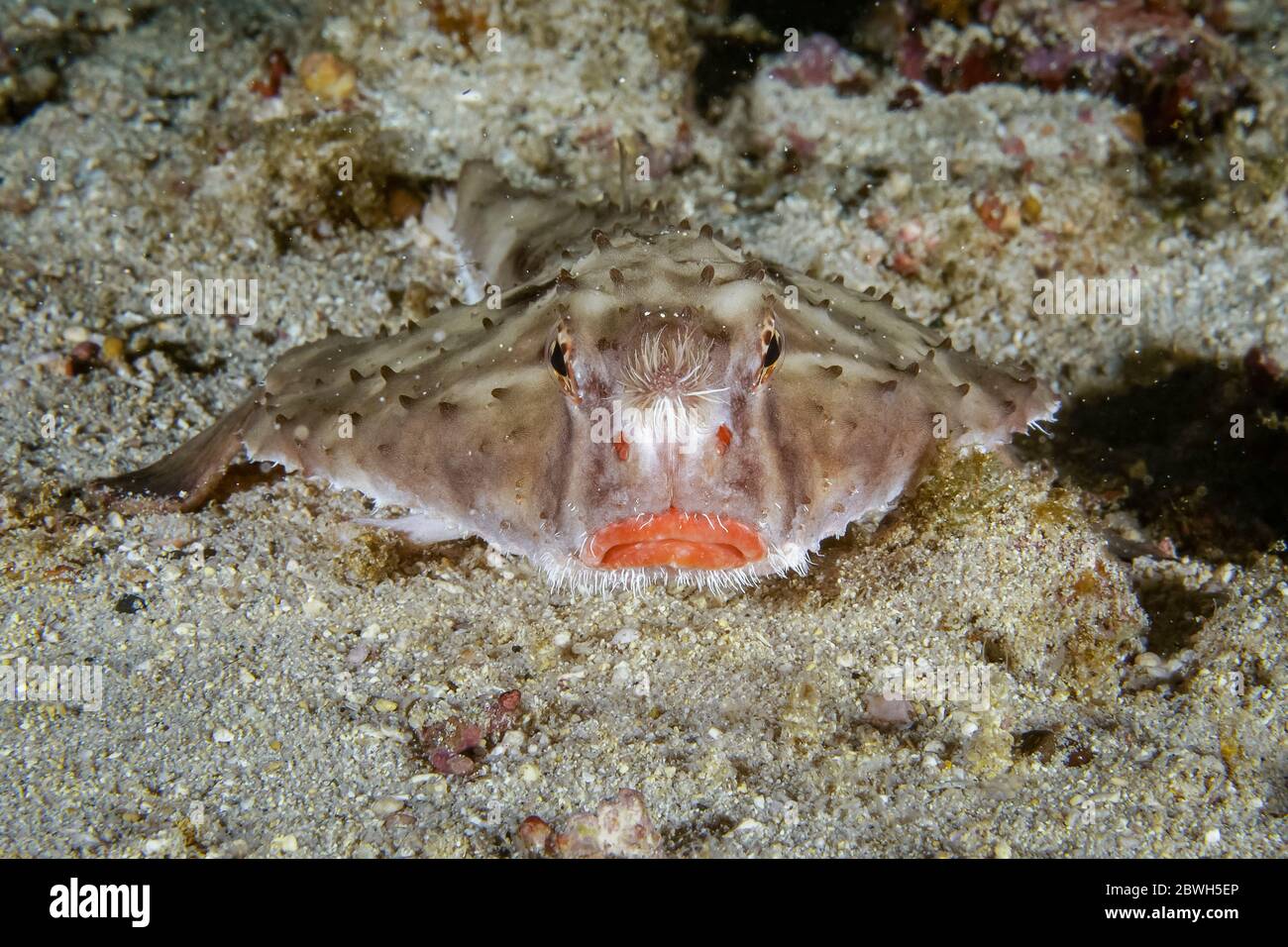 Rosenteibenbatfish, Ogcocephalus porrectus, Cocos Island National Park, UNESCO-Weltkulturerbe, Cocos Island, Costa Rica, Mittelamerika, Pacifi Stockfoto