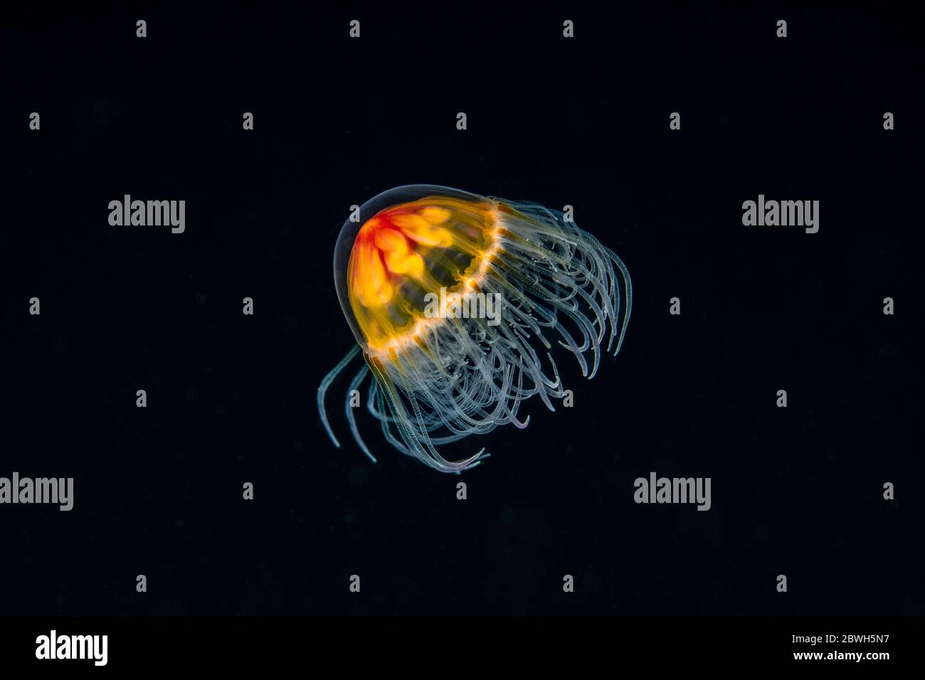 Hydromedusa, Ptychogastria polaris, Tasiilaq, Grönland, Nordatlantik Stockfoto